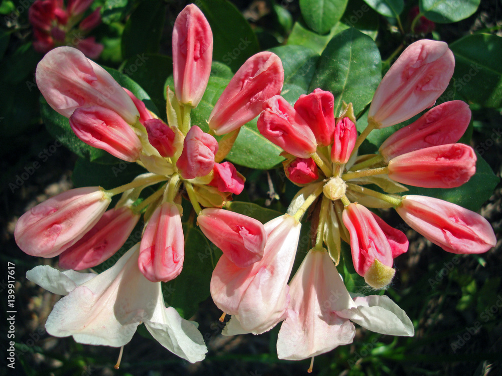 Fototapeta premium Rhododendronblüte
