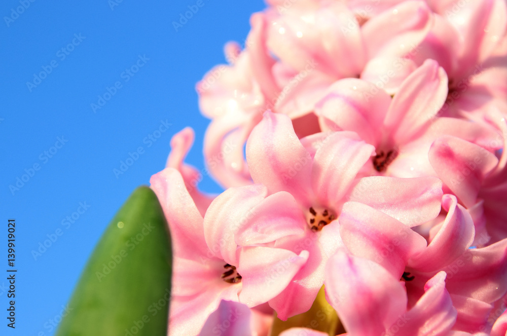 Fototapeta premium Hyacinths. Spring primroses