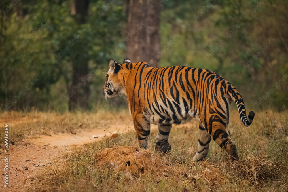 Naklejka premium Bengal tiger