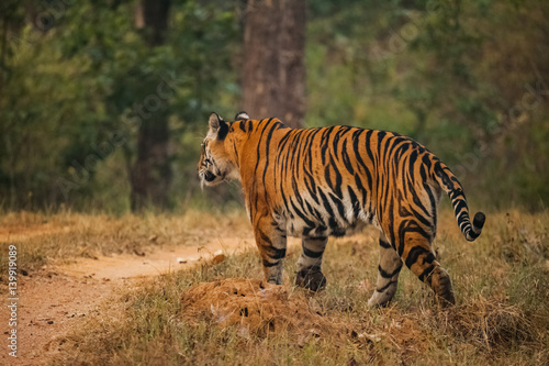 Fototapeta Naklejka Na Ścianę i Meble -  Bengal tiger