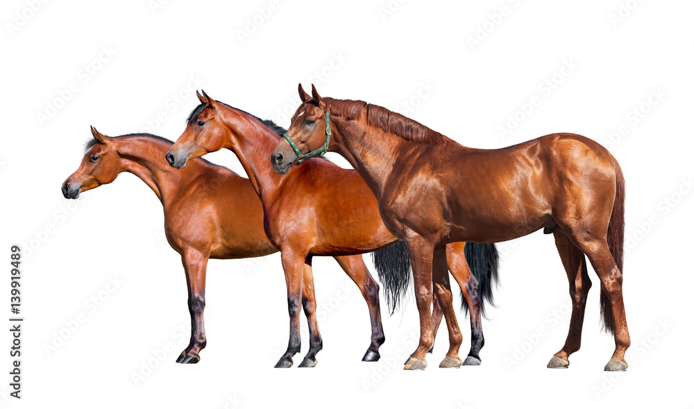 Obraz premium Horses isolated on black. Group of three horses standing on black background. Side view