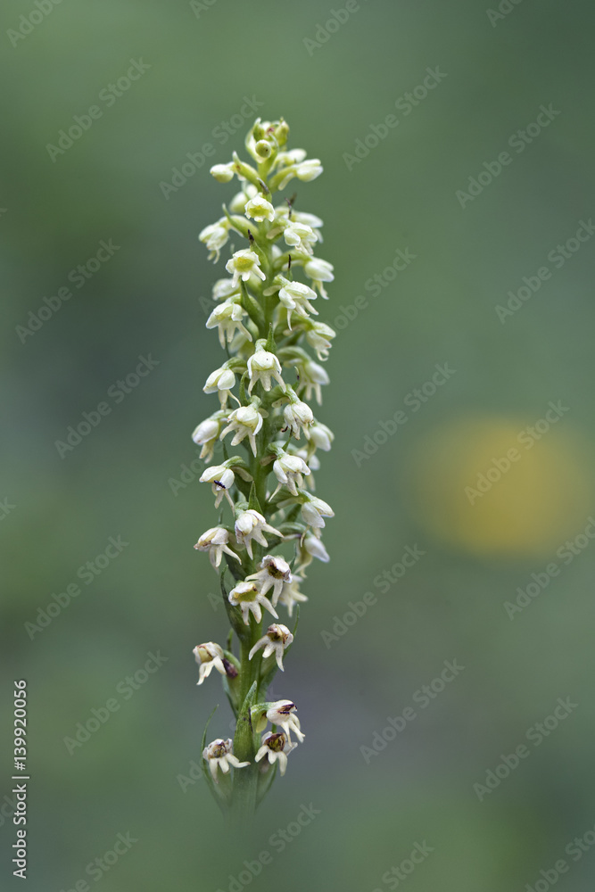orchid orchid