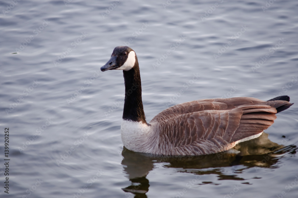 Kanadagans (Branta canadensis) auf einem Fluss kurz vor Sonnenuntergang
Kanadagans (Branta canadensis) auf einem Fluss kurz vor Sonnenuntergang