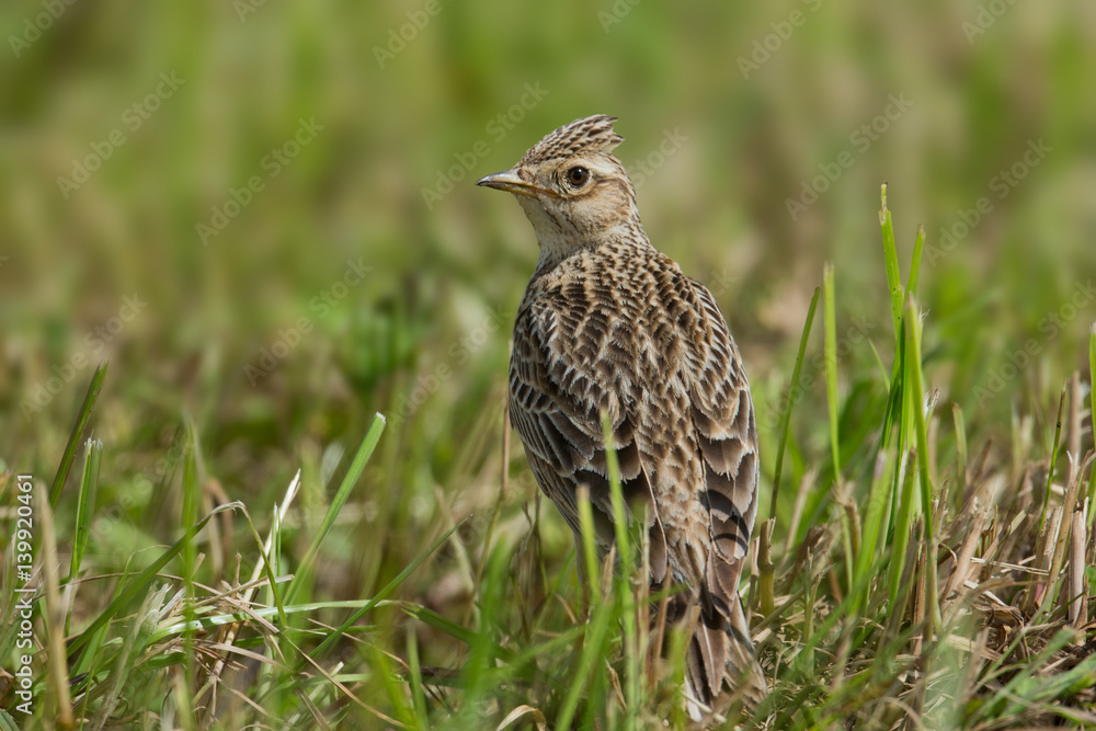 Fototapeta premium animal