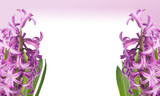 Frame with spring flower hyacinth
