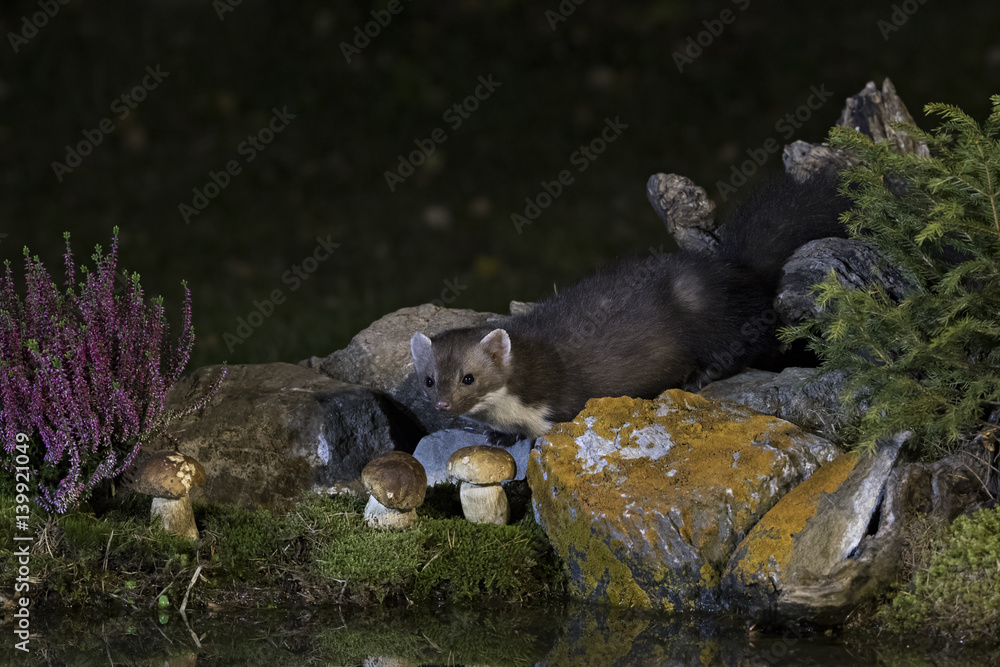 Obraz premium animal