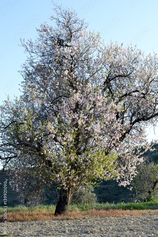 Details of almond tree flowers and green leaves Details of almond tree flowers and green leaves