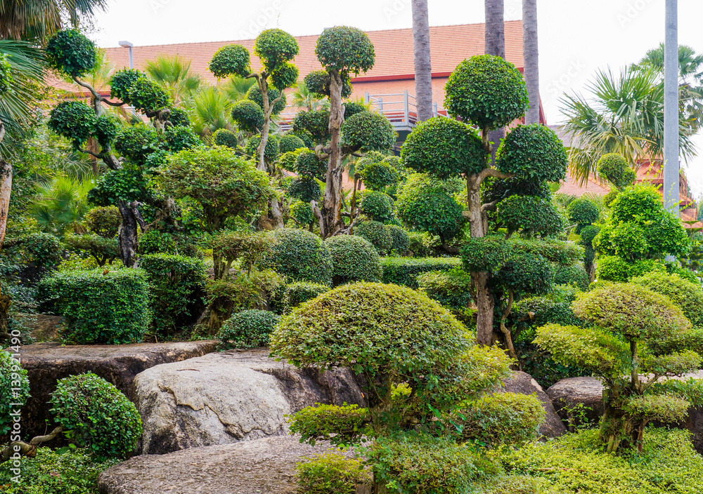 Small bonsai trees Small bonsai trees
