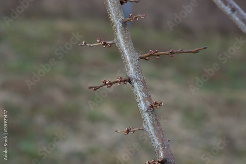 Blossoming apricot buds on twigs in early spring © radebg