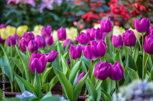 Fototapeta Naklejka Na Ścianę i Meble -  flowers