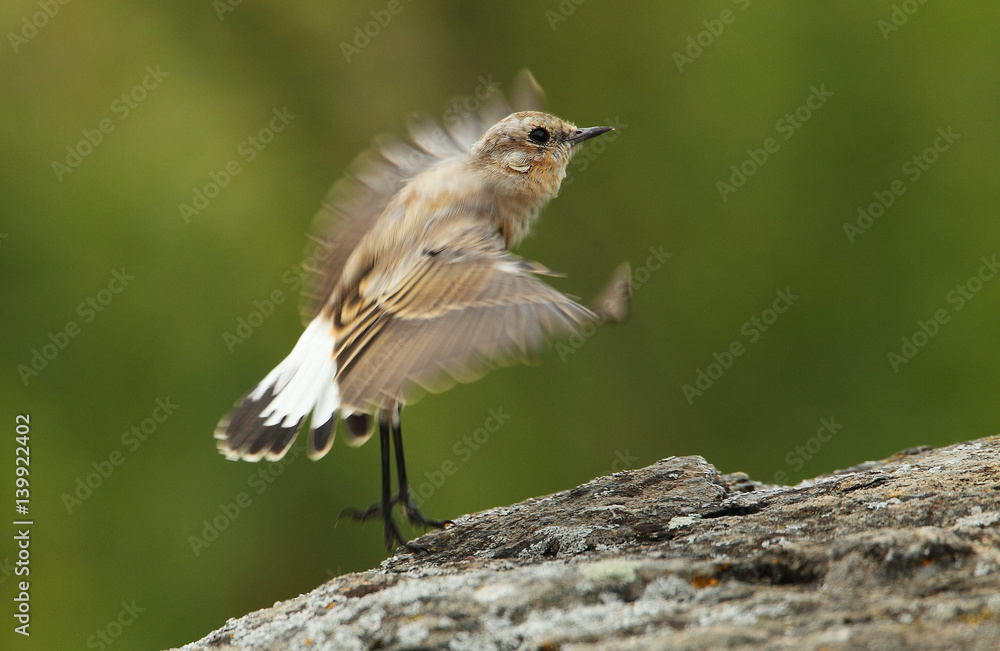 Fototapeta premium animal