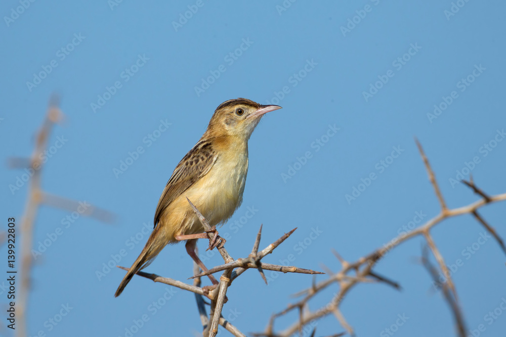 Fototapeta premium animal