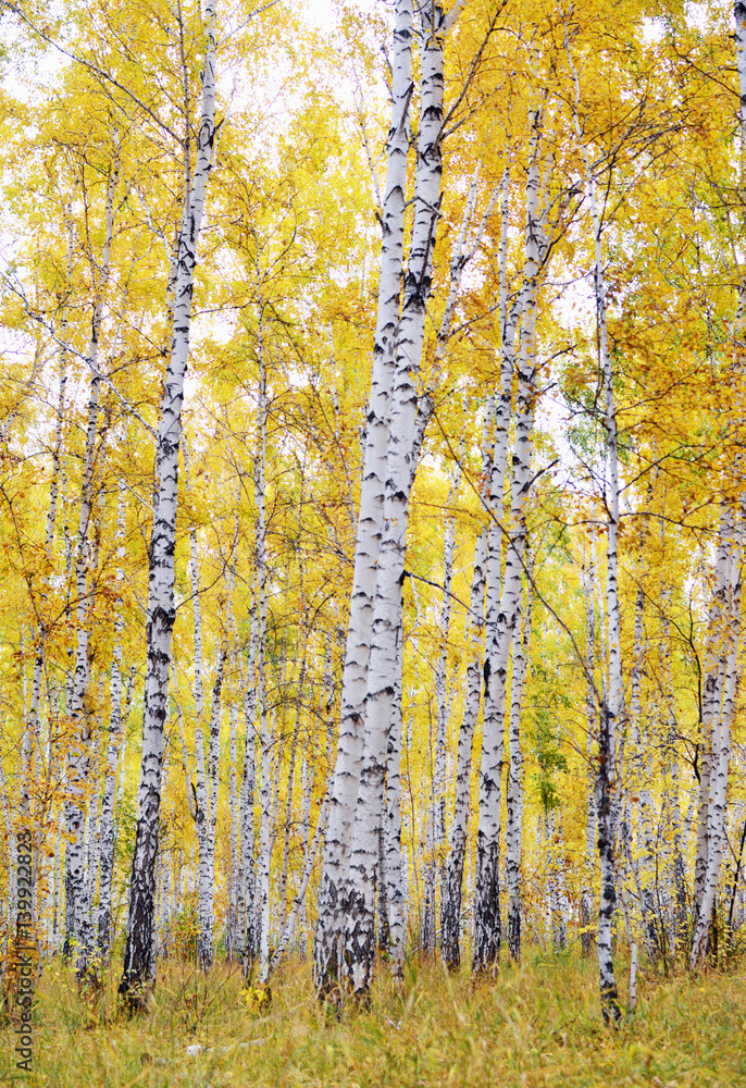 Obraz premium jesienny las