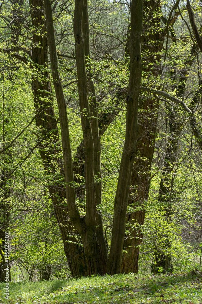 Fototapeta premium Landscapes
