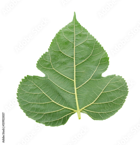 Mulberry leaves isolated on white background