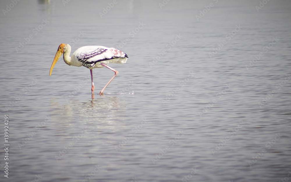 Painted Stork Birds