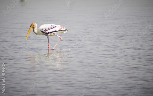Obraz na płótnie Painted Stork Birds w salonie