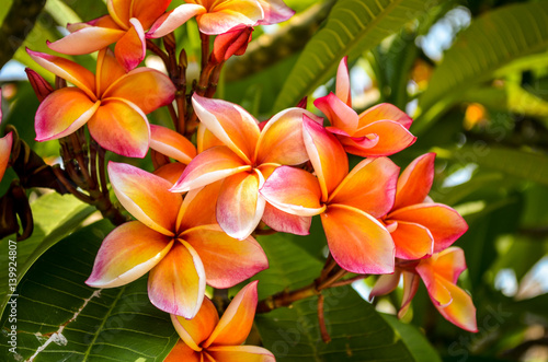 orange and white frangipani plumeria flower blossom