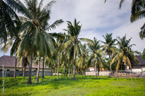 Playground - football field among palm trees in the tropics