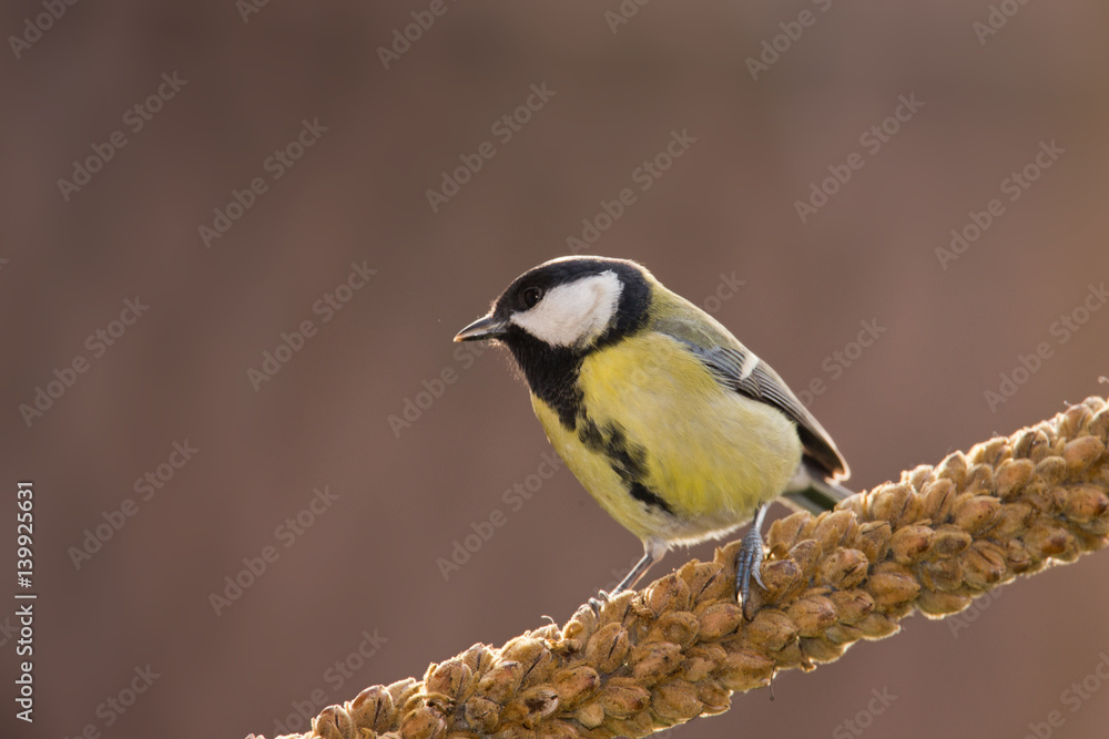 Naklejka premium animal