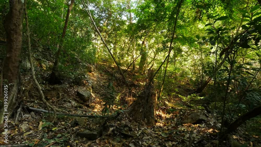 Tropical forest in Thailand (Dolly Shot) Tropical forest in Thailand (Dolly Shot)