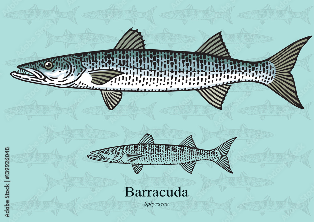Naklejka premium Barracuda. Vector illustration for artwork in small sizes. Suitable for graphic and packaging design, educational examples, web, etc.