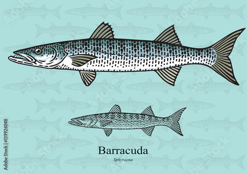 Barracuda. Vector illustration for artwork in small sizes. Suitable for graphic and packaging design, educational examples, web, etc. photo