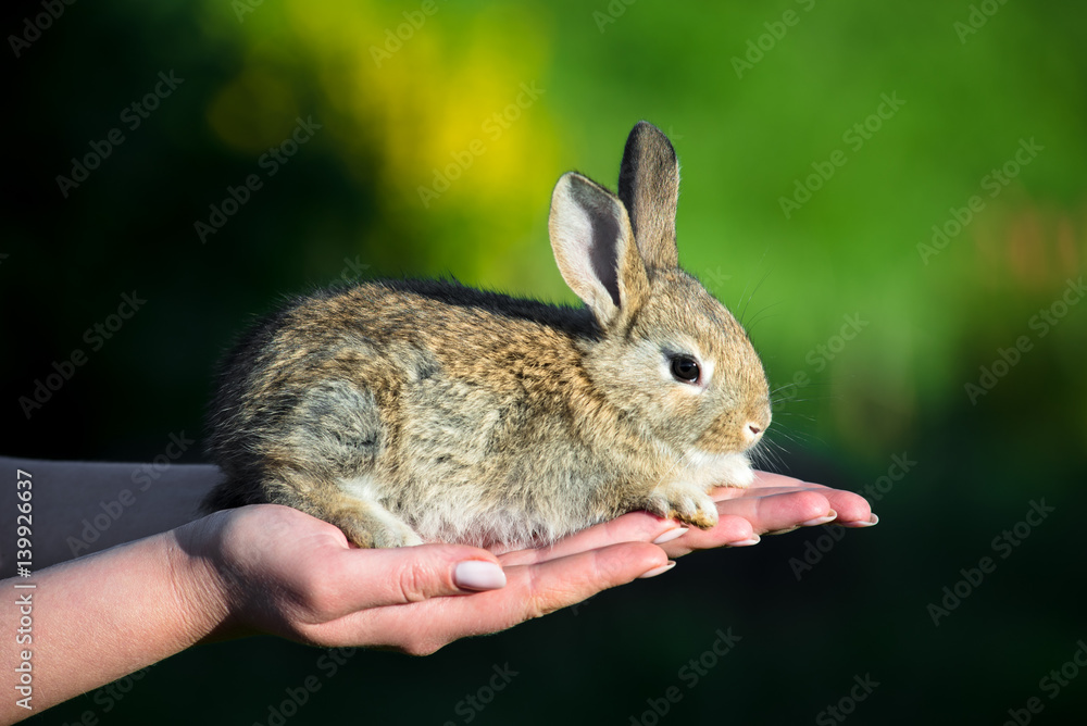 Fototapeta premium A nice small rabbit in female hands, blurred green background. Female hand holding cute funny rabbit.
