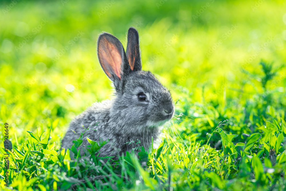 Naklejka premium Beautiful young small rabbit on the green grass in summer day. A small grey rabbit sitting in the grass, sunny garden.