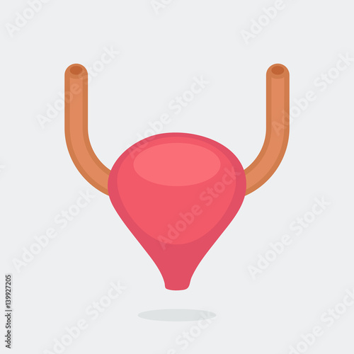 Bladder vector illustration