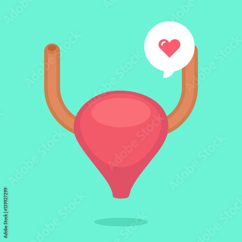 Bladder vector illustration