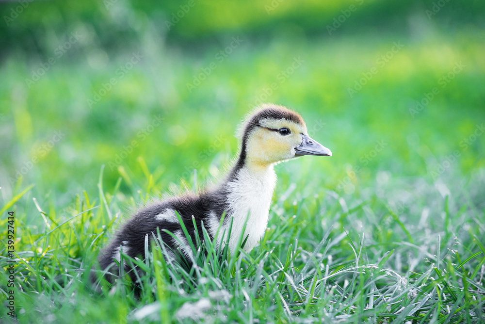 A nice small duck watching aside curiously in a sunny summer garden. Close up small duckling in a fresh green grass. A nice small duck watching aside curiously in a sunny summer garden. Close up small duckling in a fresh green grass.