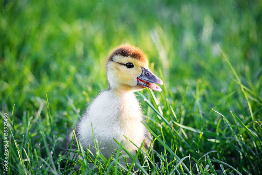 A small duckling walking curiously in a fresh green grass. Duckling in grass. A small duckling walking curiously in a fresh green grass. Duckling in grass.