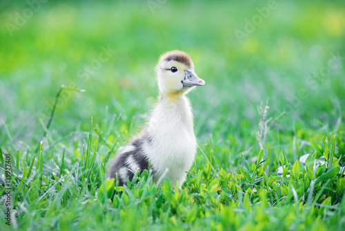 A summer picture of a cute duckling walking in a summer garden. Duckling in grass.