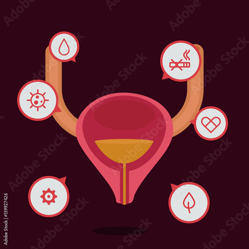 Bladder vector illustration
