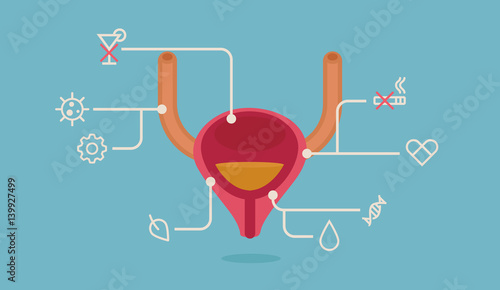 Bladder vector illustration