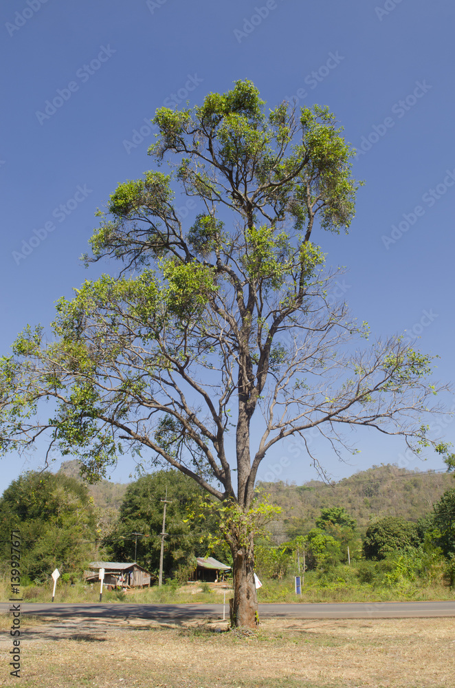Fototapeta premium Tree and blue sky background.