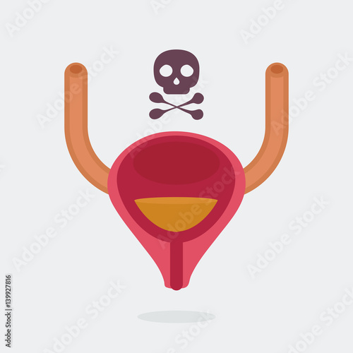 Bladder vector illustration