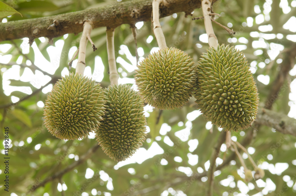 young durian on its tree in the orchard young durian on its tree in the orchard
