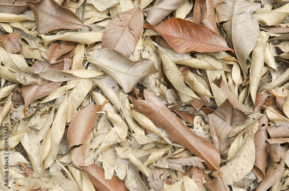 photoshoot of dried leaves background photoshoot of dried leaves background