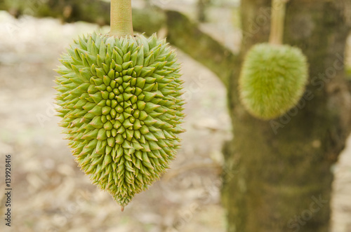 young durian on its tree in the orchard