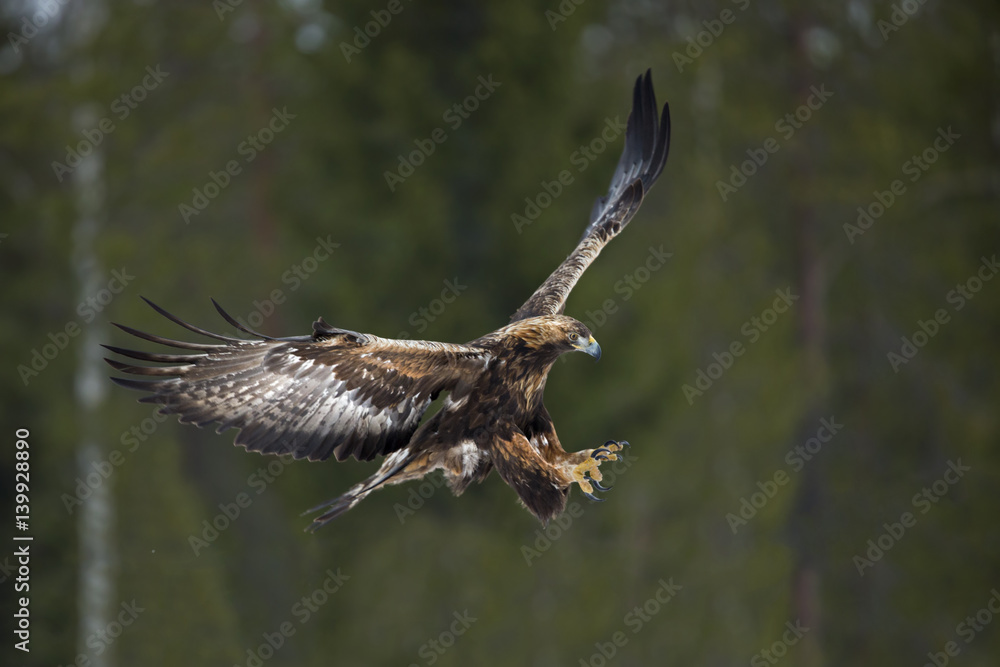 Obraz premium animal