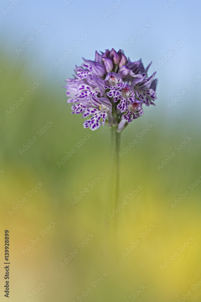 Fototapeta premium orchid