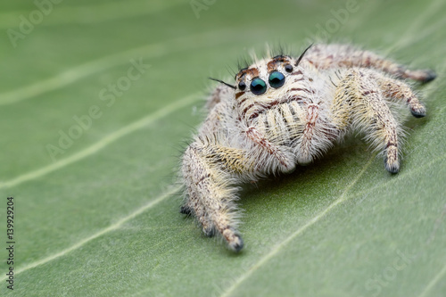 Super macro female Hyllus diardi or Jumping spider on green leaf © PK4289