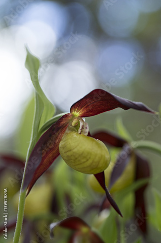 orchid photo