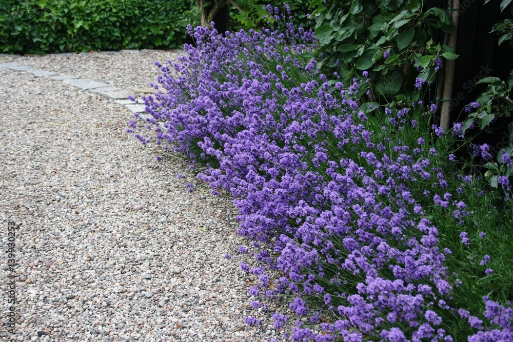 Fototapeta premium Lavender surround w ogrodzie