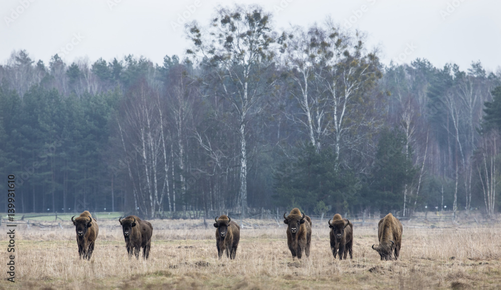 Fototapeta premium animal