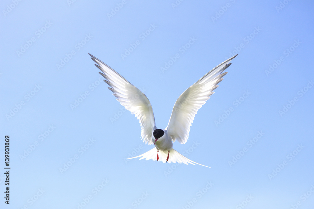 Artic Tern hovers ready to swoop Artic Tern hovers ready to swoop