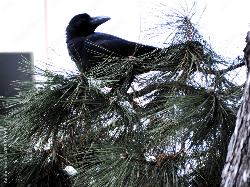 Crow in Japan Stock-Foto | Adobe Stock