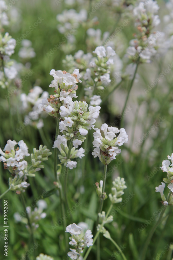 Fototapeta premium Lavandula angustifolia Alba Blüte